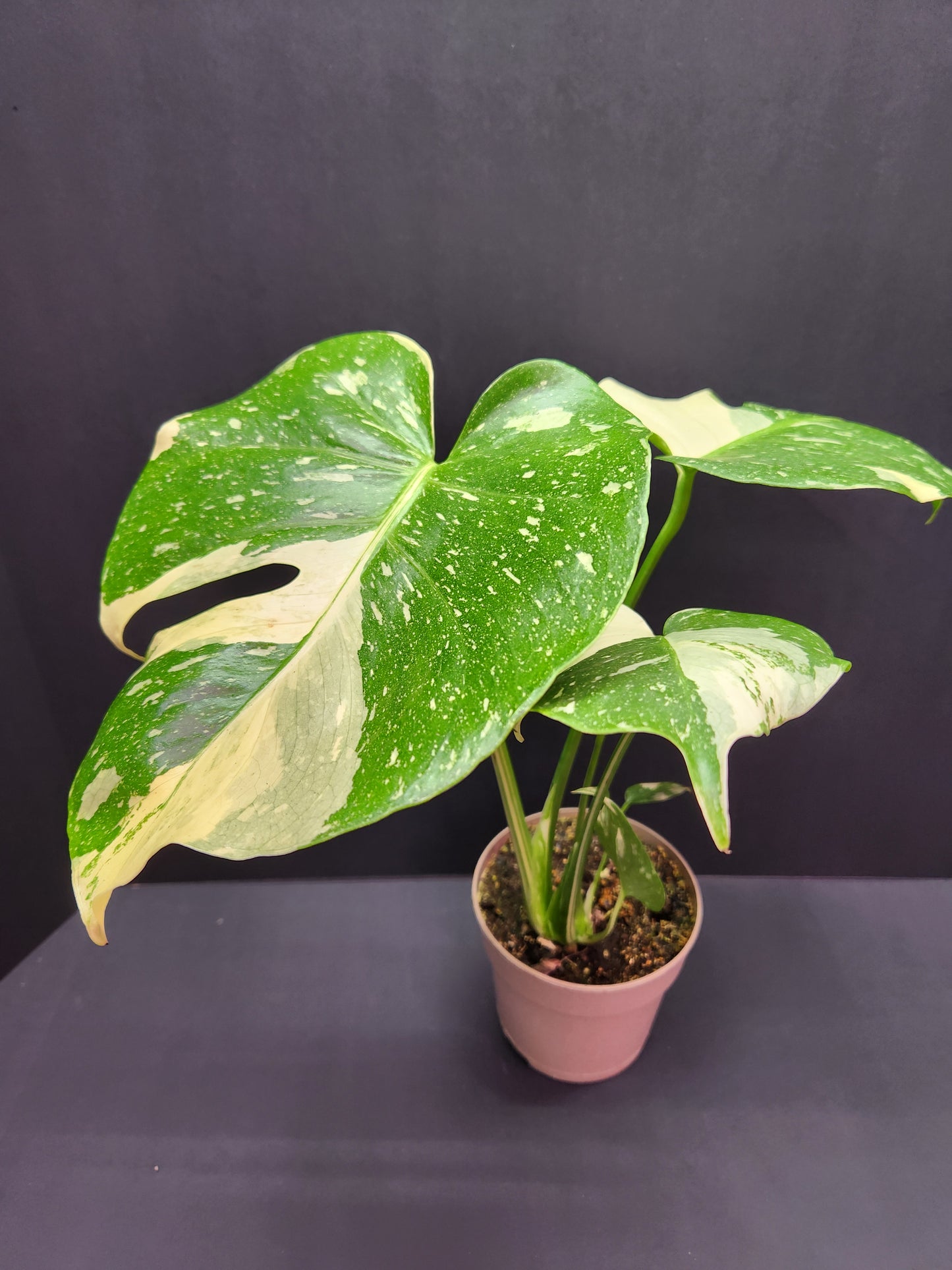 Monstera Thai Constellation 5" Pot