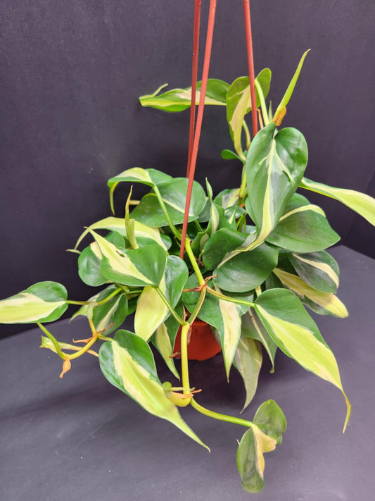 Philodendron Rio Hanging Basket 6" Pot
