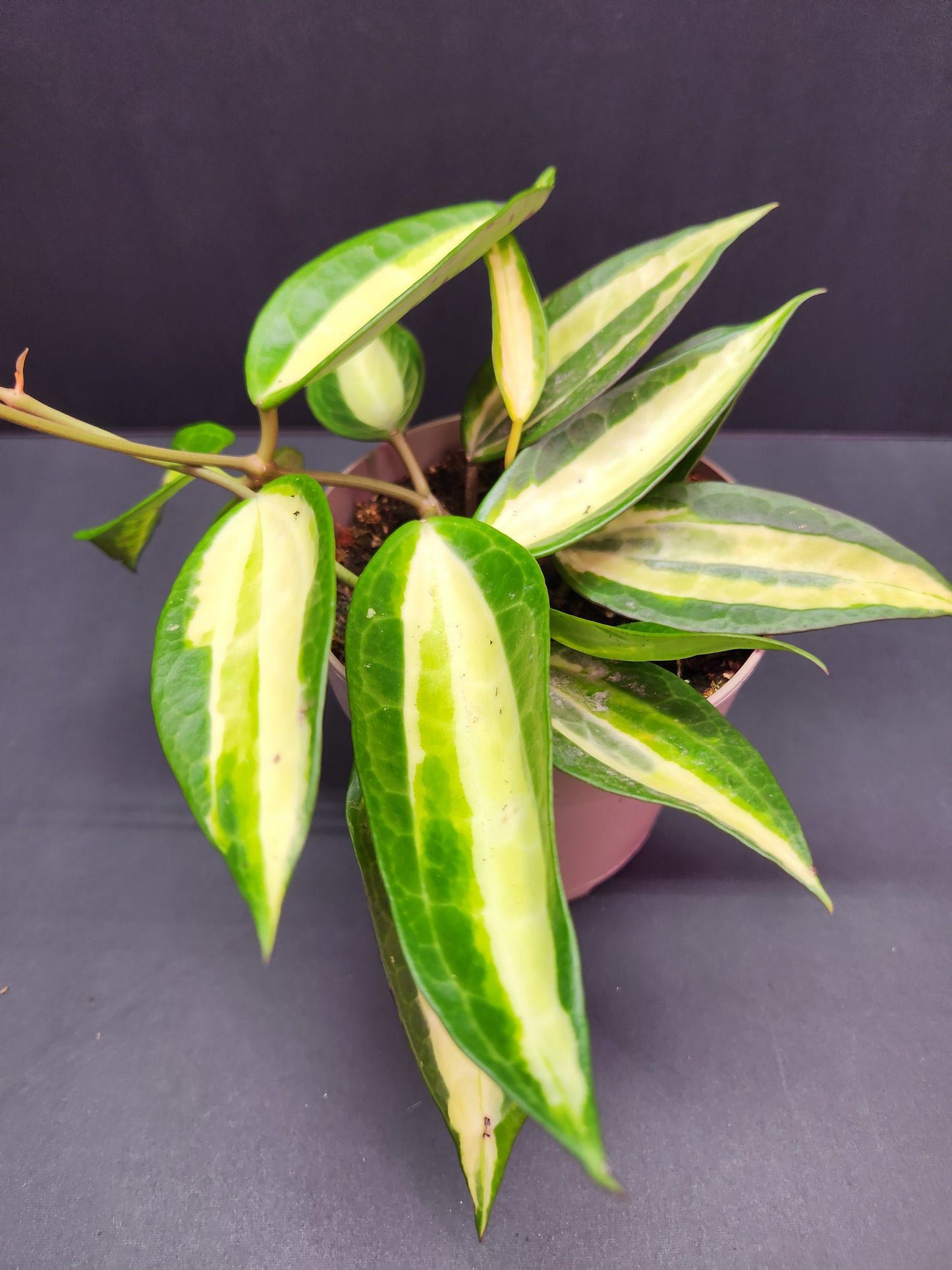 Hoya Latifolia Pot of Gold 5" Pot