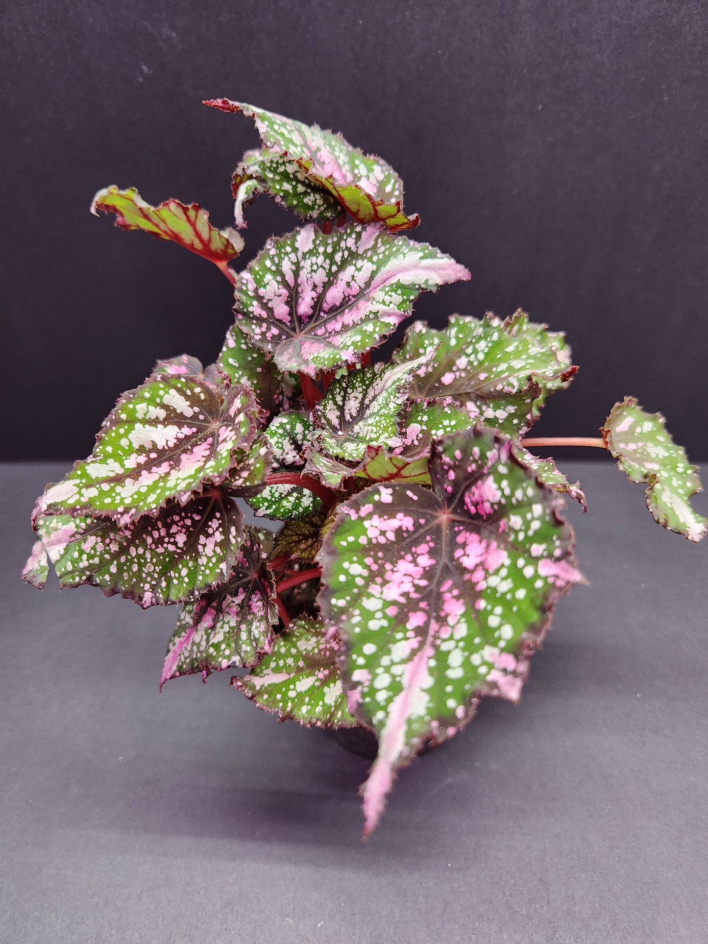 Begonia African Jungle 4" Pot
