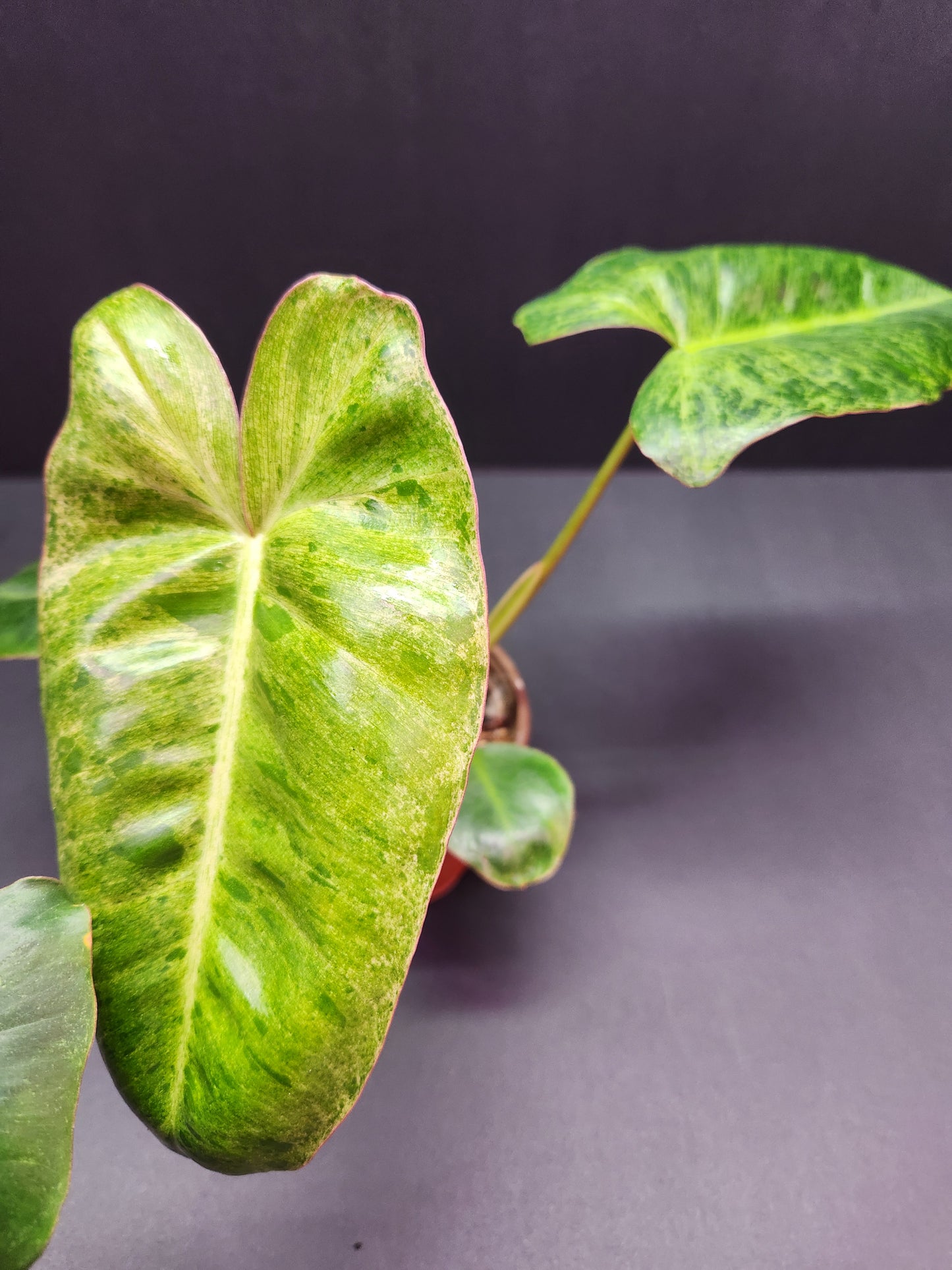 Philodendron Paraiso Verde 4" Pot