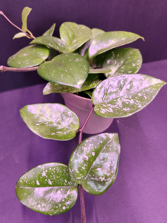 Hoya Carnosa 'Freckled Splash' 5" Pot