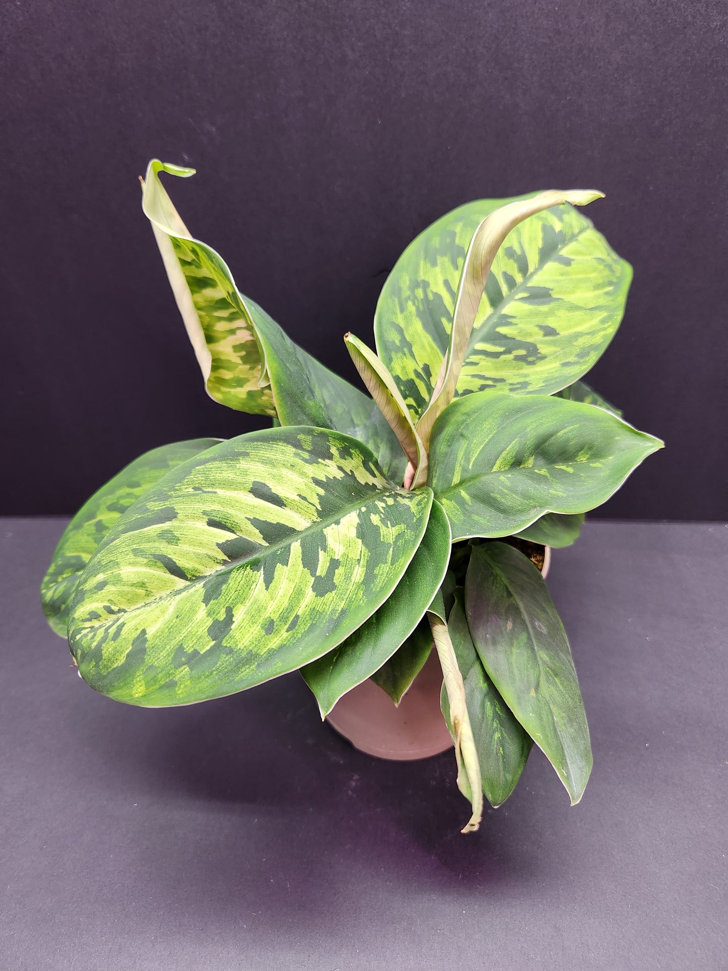 Homalomena Camouflage 5" Pot