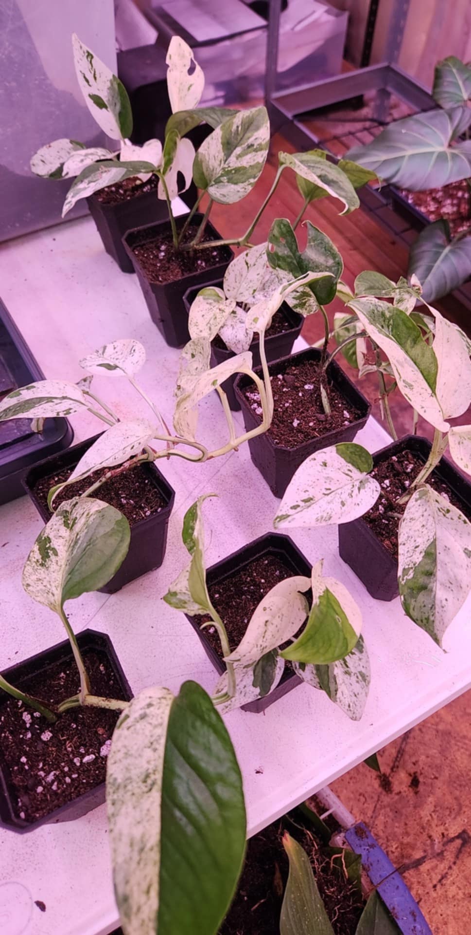Epipremnum Pinnatum Marble 2" Pot