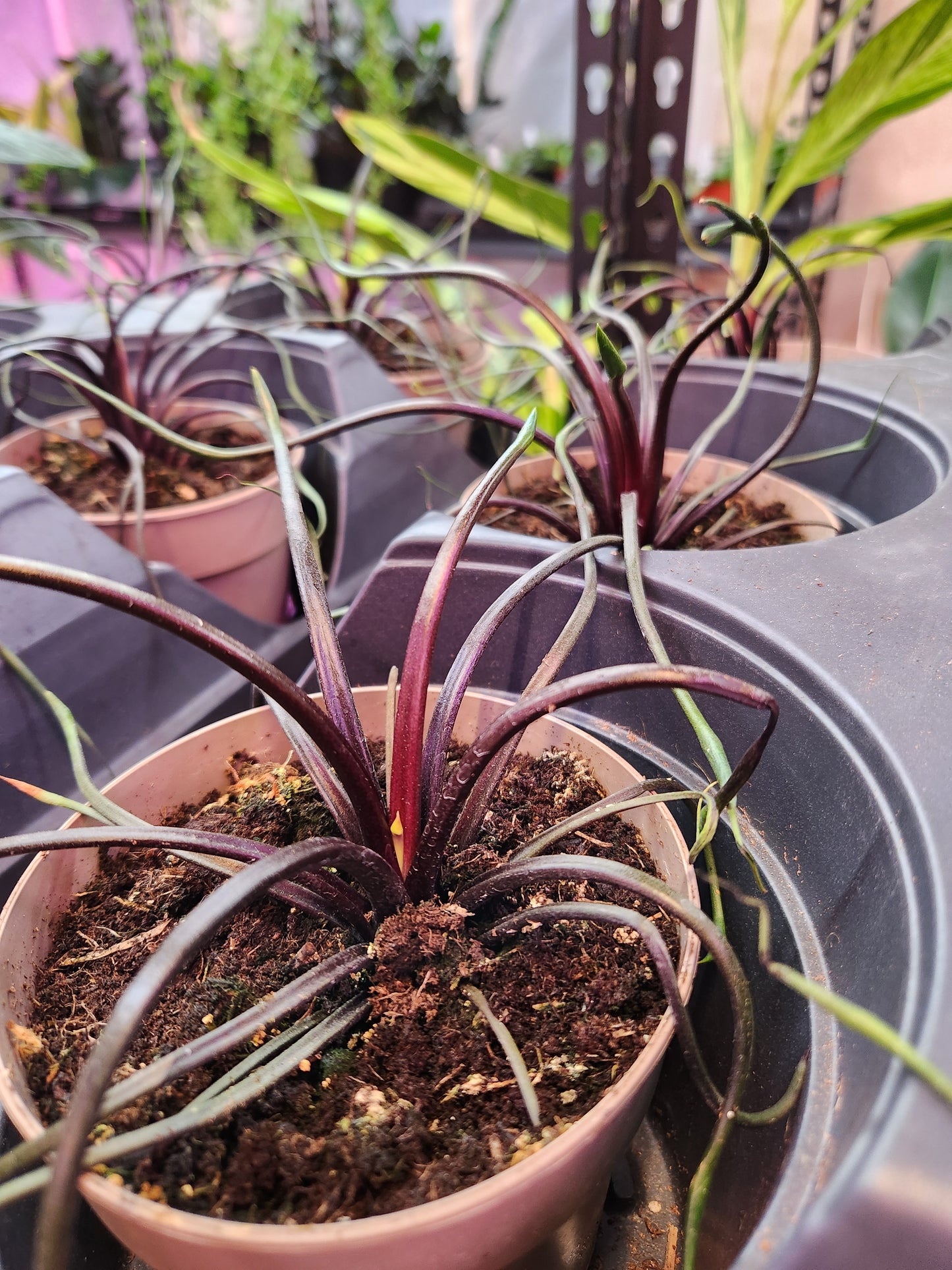 Alocasia Flying Squid 5" Pot