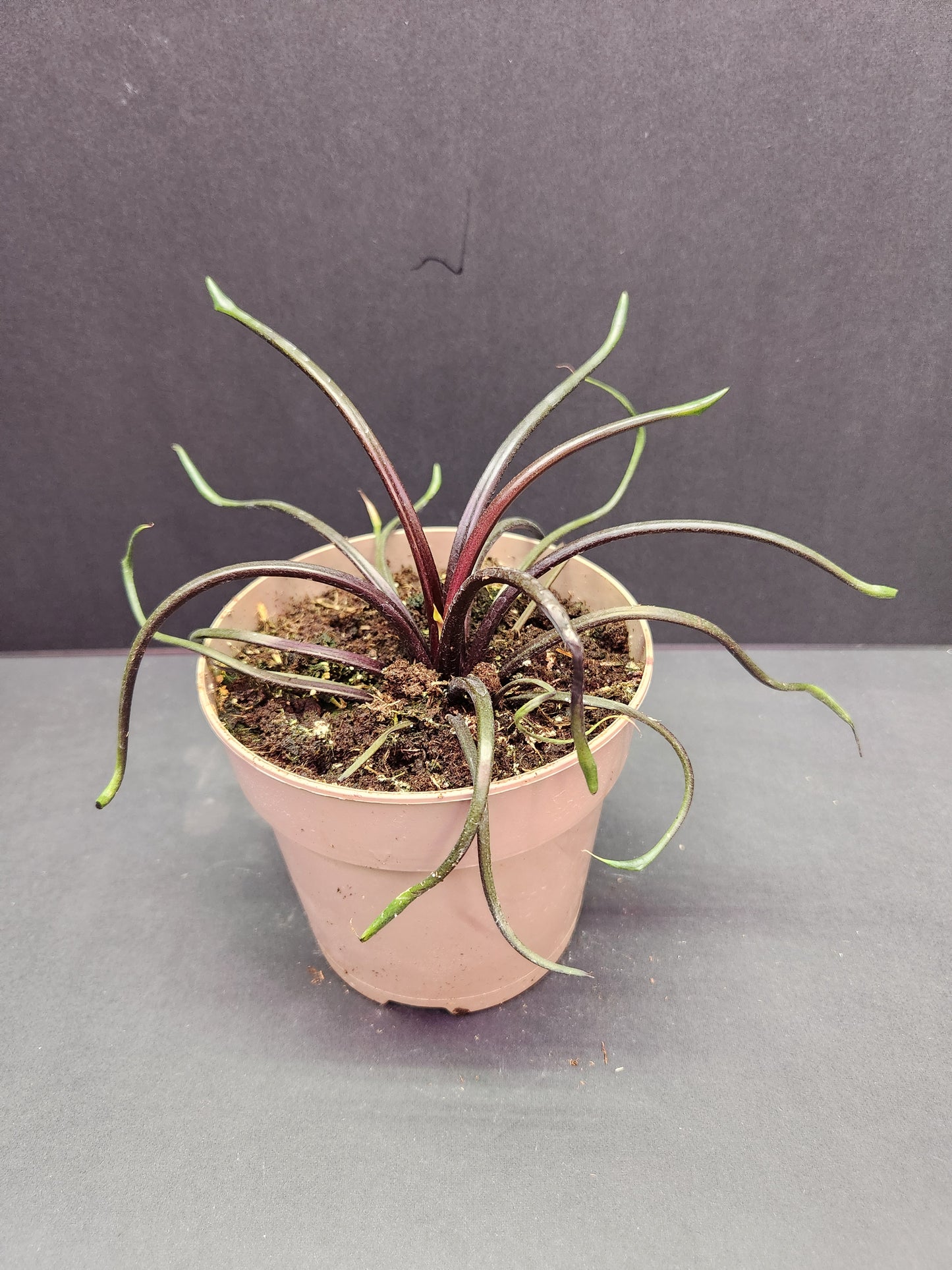 Alocasia Flying Squid 5" Pot