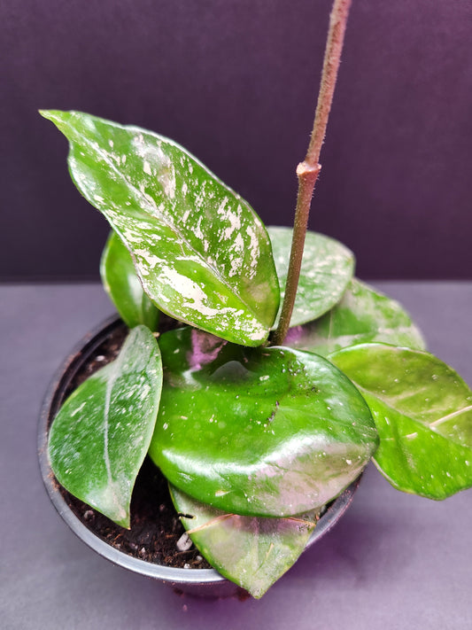 Hoya Carnosa Freckled Splash 4" Pot