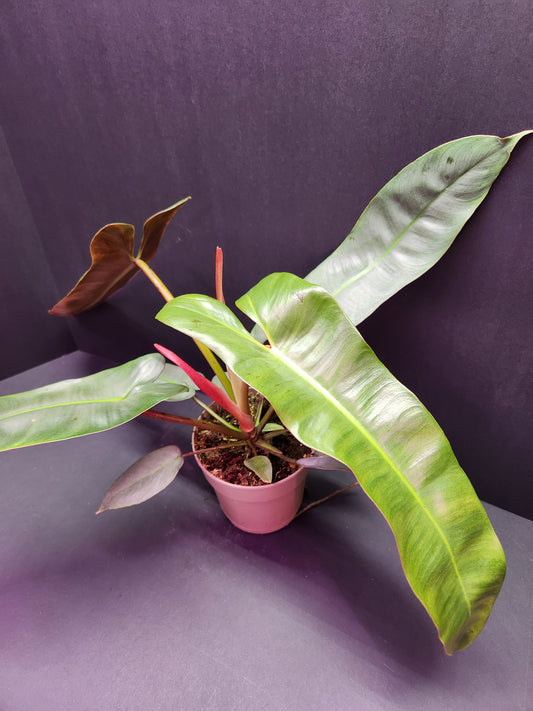 Philodendron Atabapoense 5" Pot