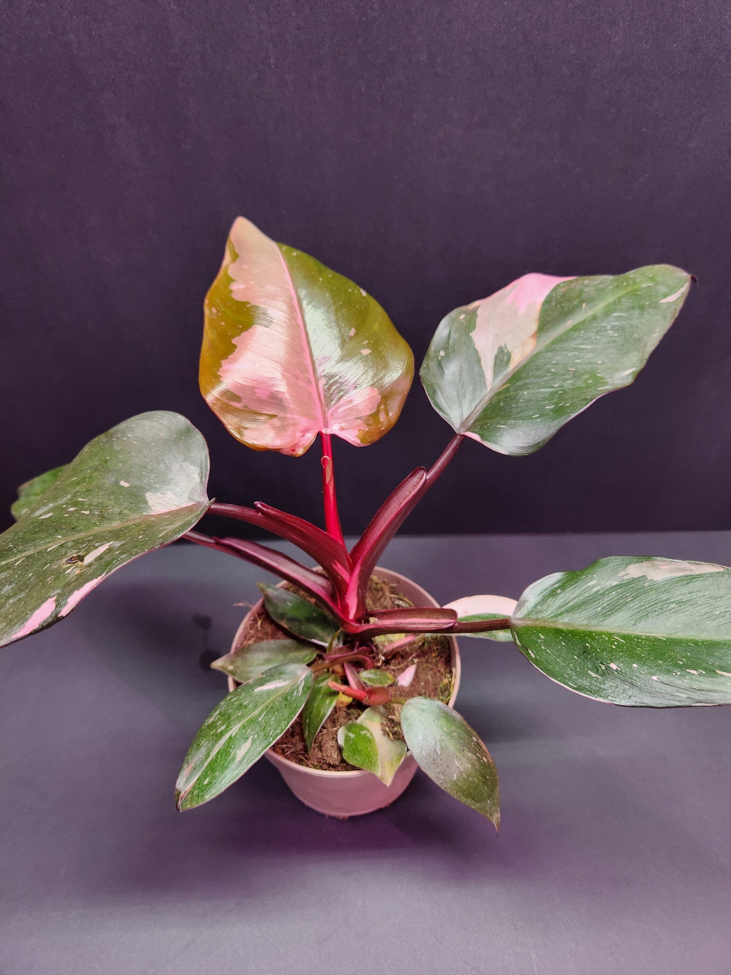 Pink Princess Philodendron 5" Pot