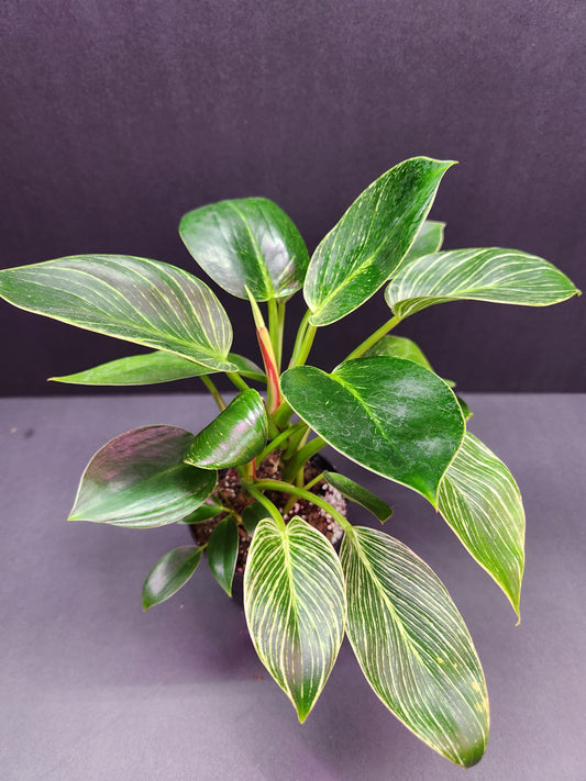 Philodendron Birkin 4" Pot