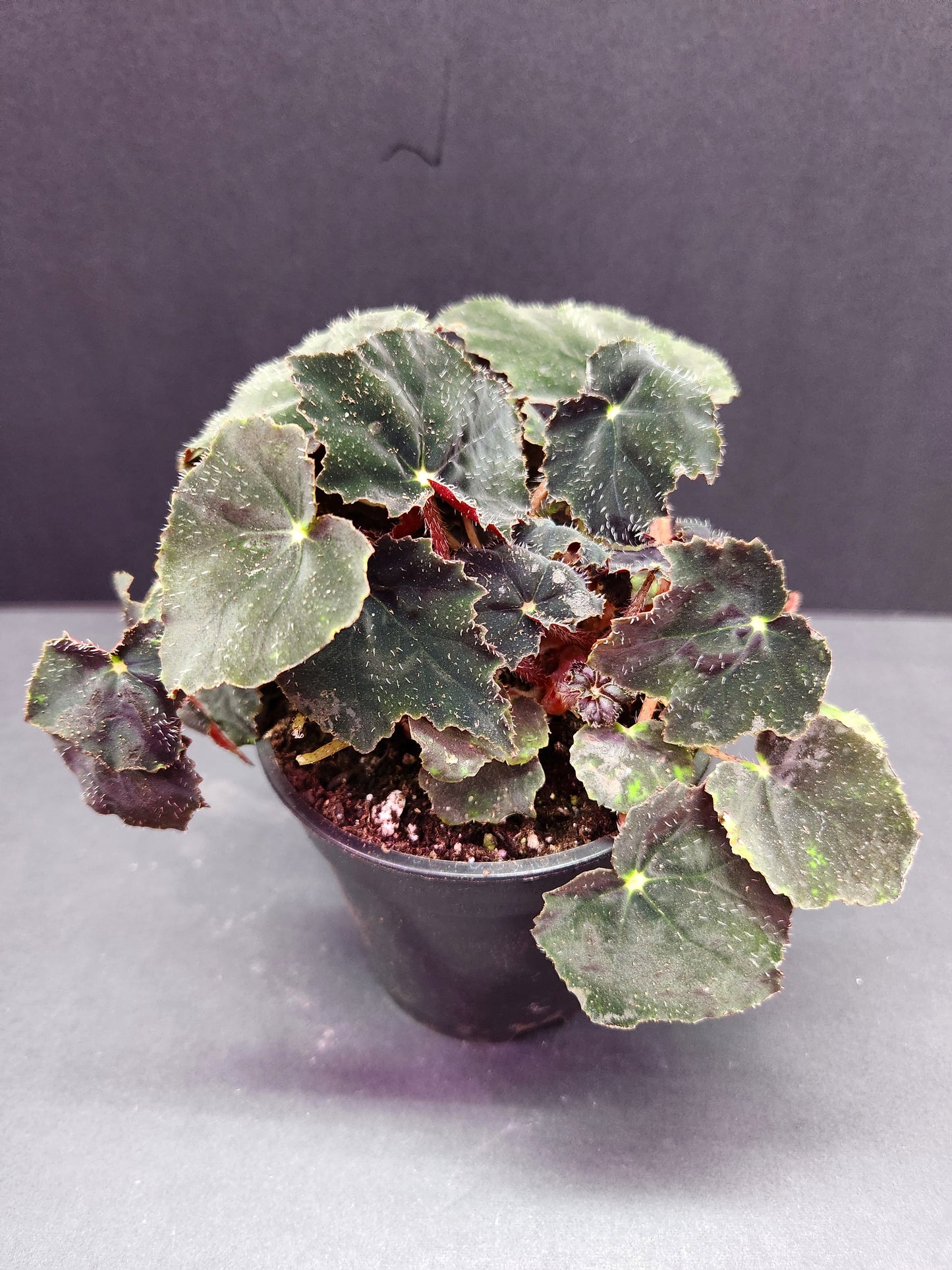 Begonia Black Velvet 4" Pot