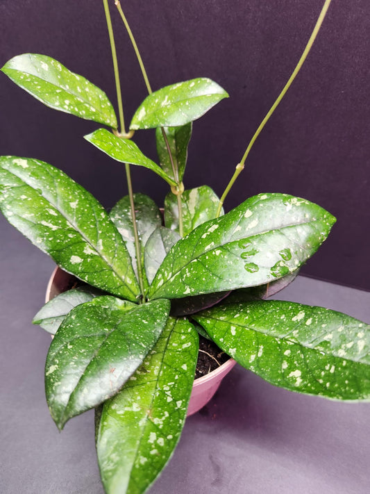 Hoya Crassipetiolata Splash Round Leaf 5" Pot
