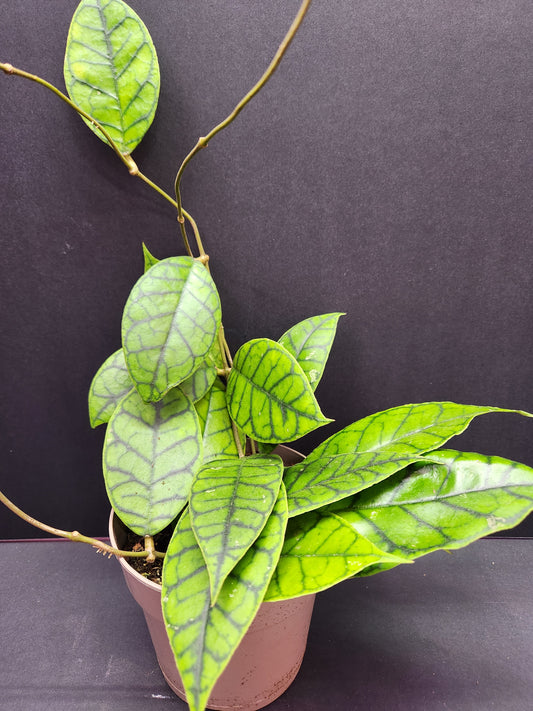 Hoya Callystophylla 5" Pot