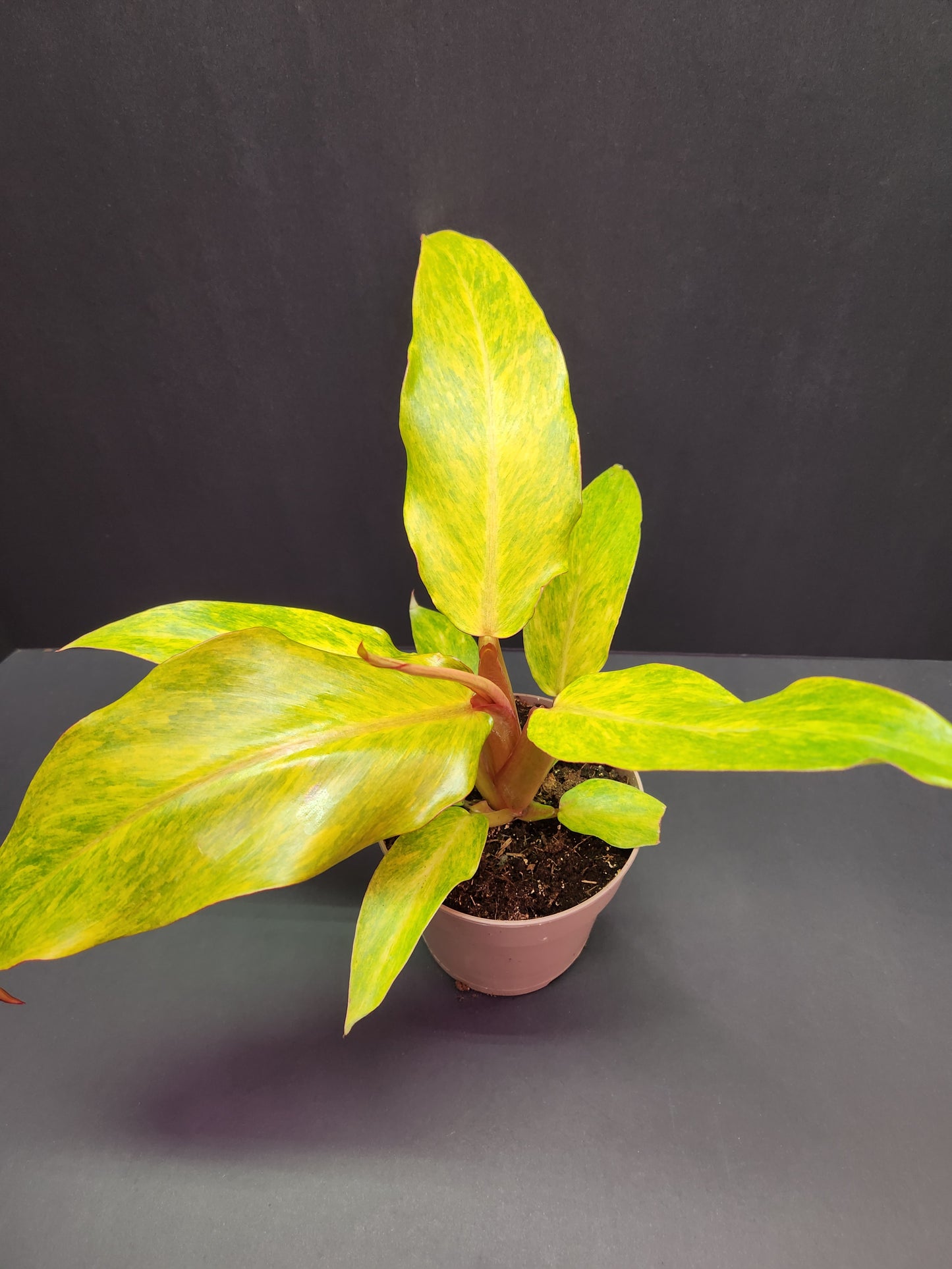 Philodendron Orange Marmalade 5" Pot