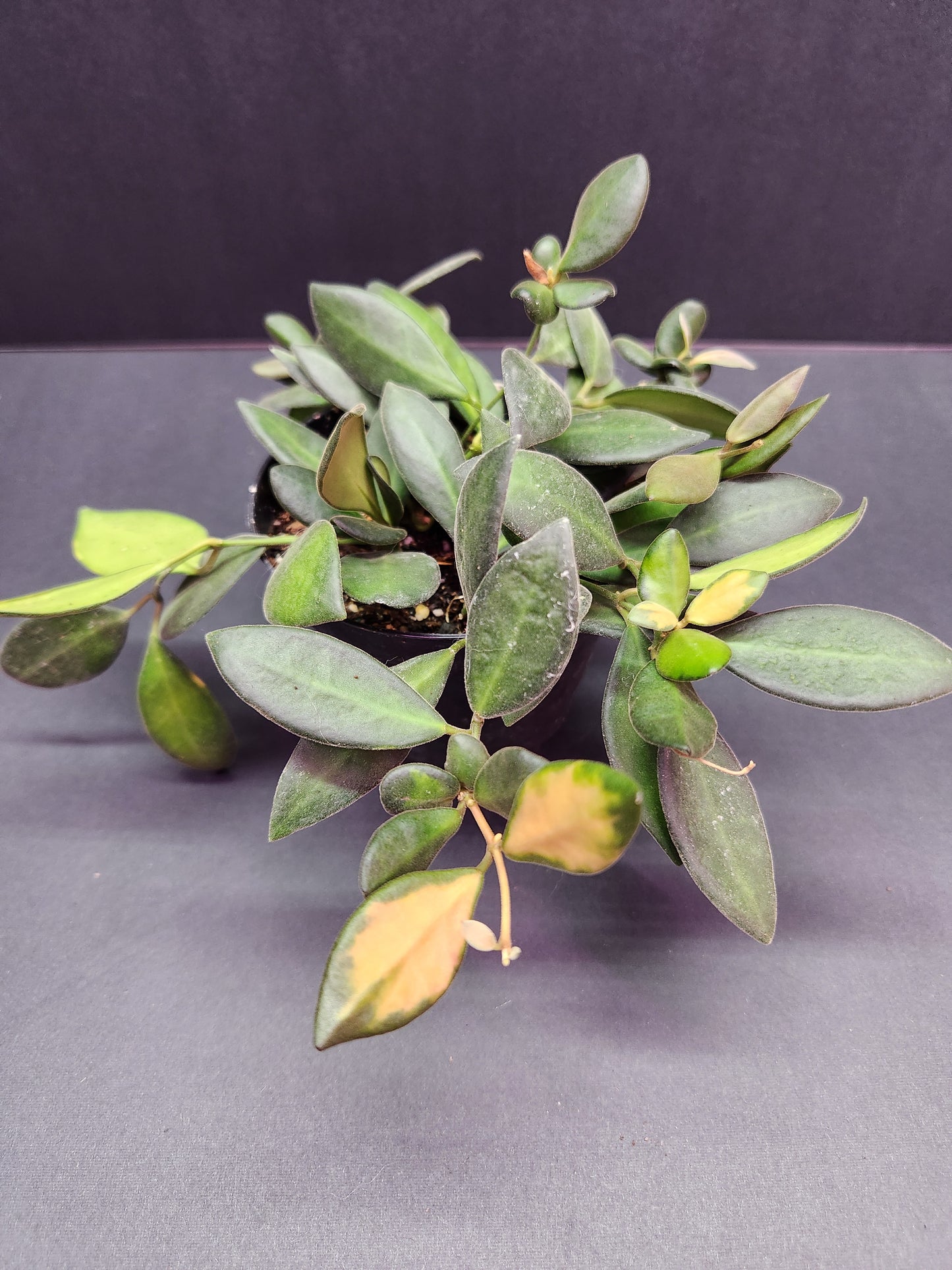Hoya DS70 Variegated 4" Pot