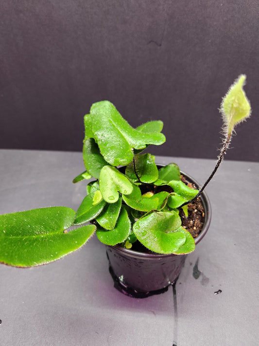 Heart Leaf Fern 4" Pot