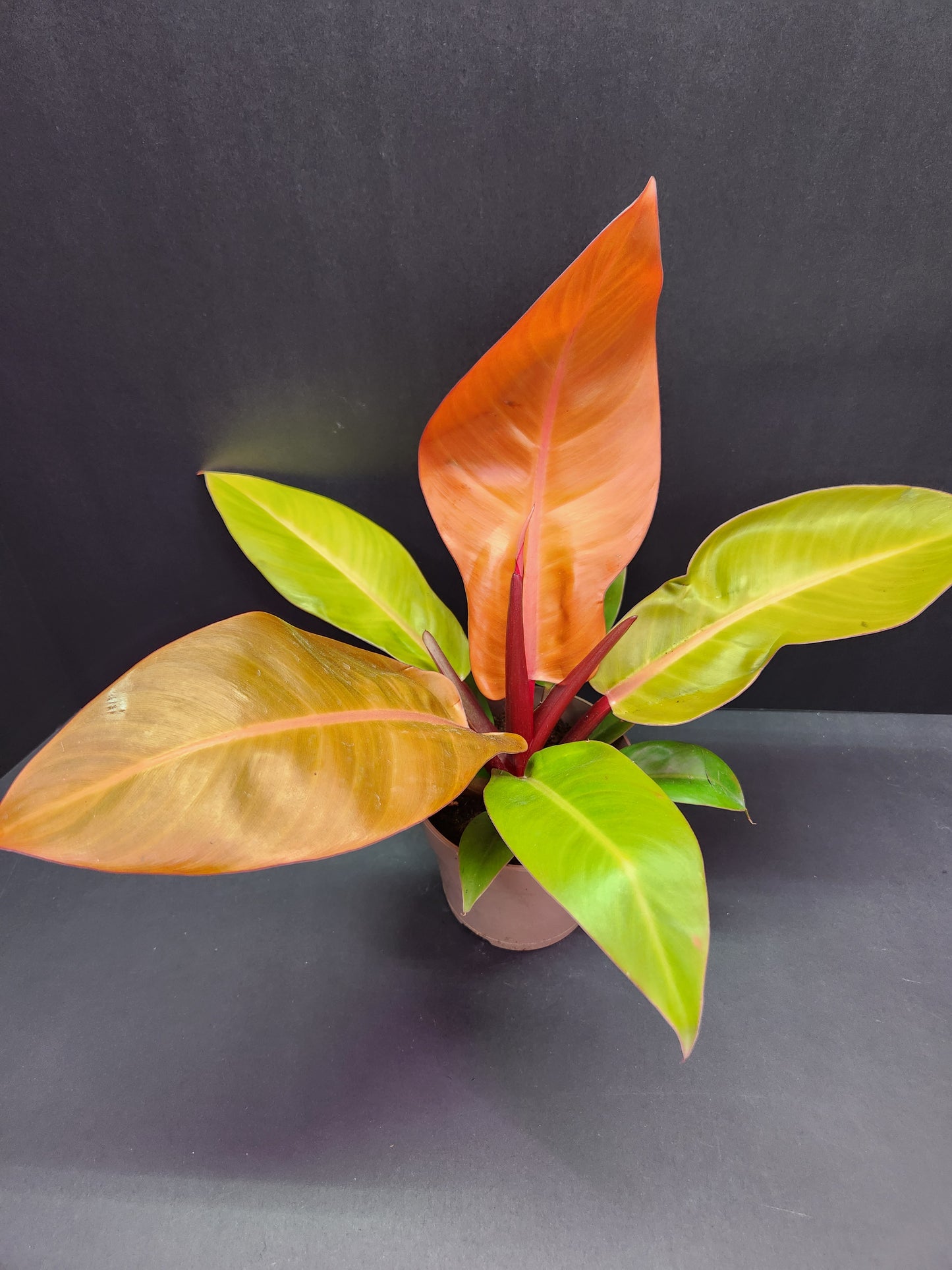 Philodendron Prince of Orange 5" Pot