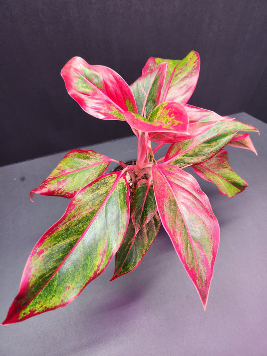 Aglaonema Siam 4" Pot
