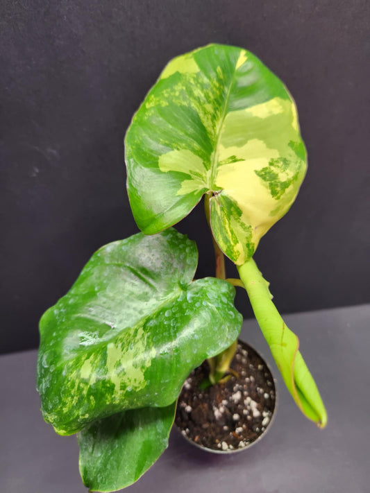 Philodendron Burle Marx Variegated 3" Pot