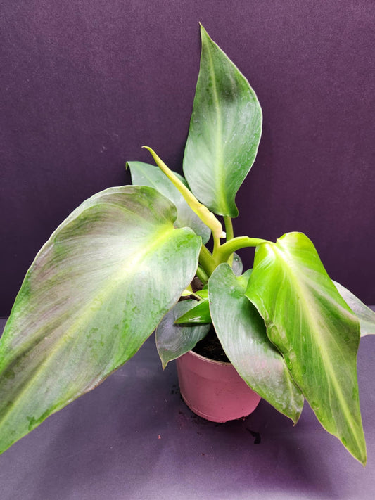 Philodendron Rugosum Aberrant 5" Pot