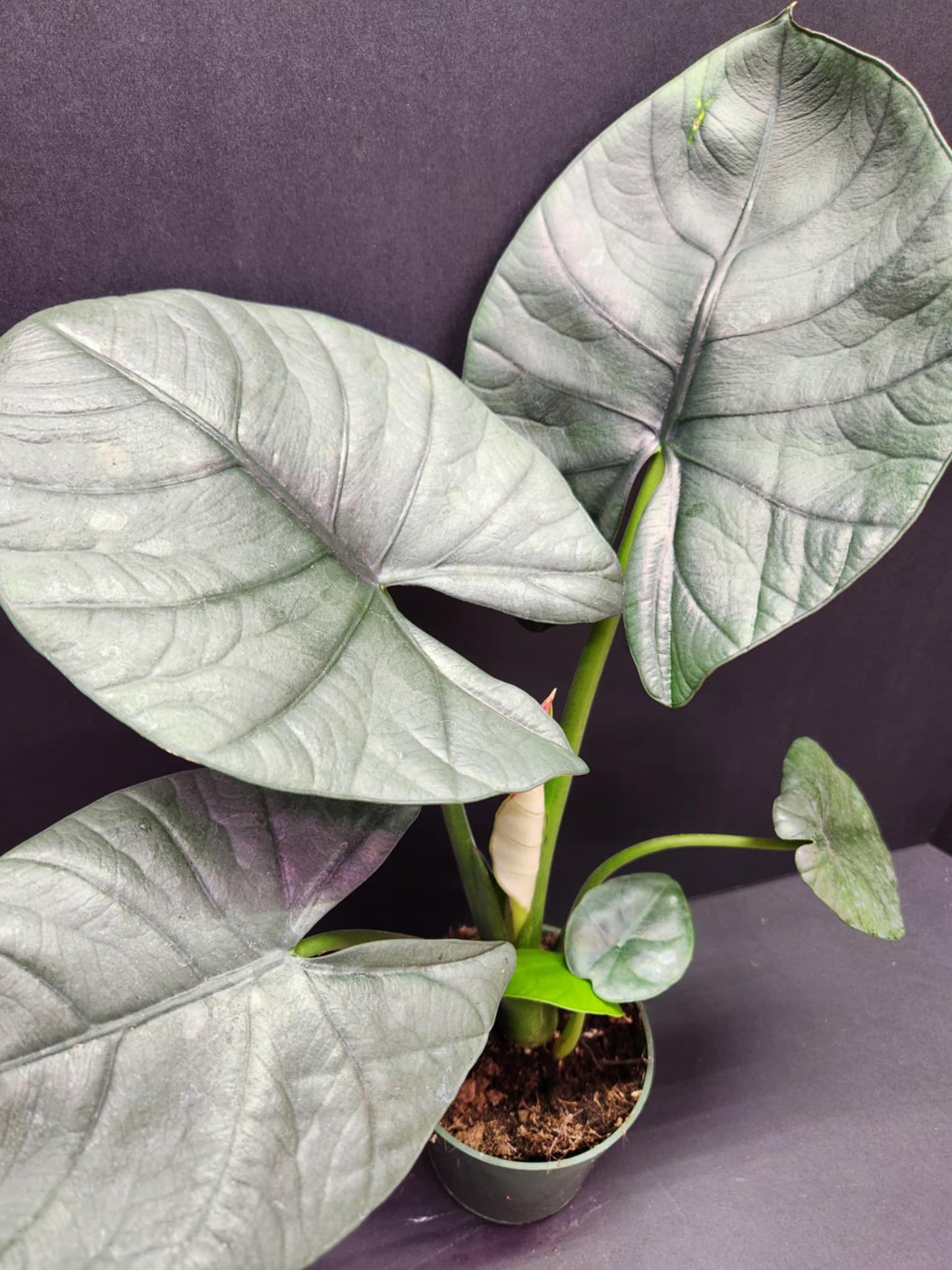 Alocasia Bisma 4" Pot