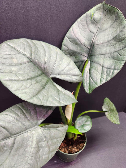 Alocasia Bisma 4" Pot