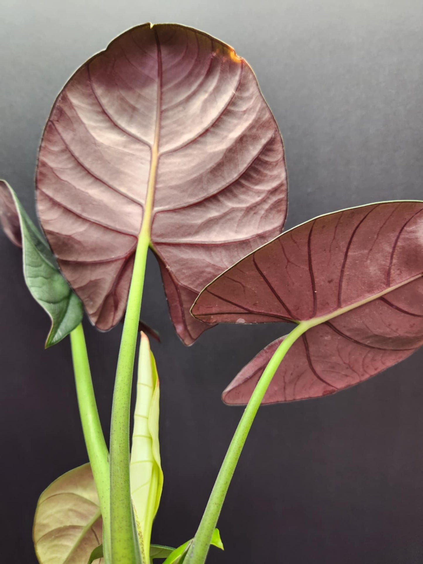 Alocasia Bisma 4" Pot