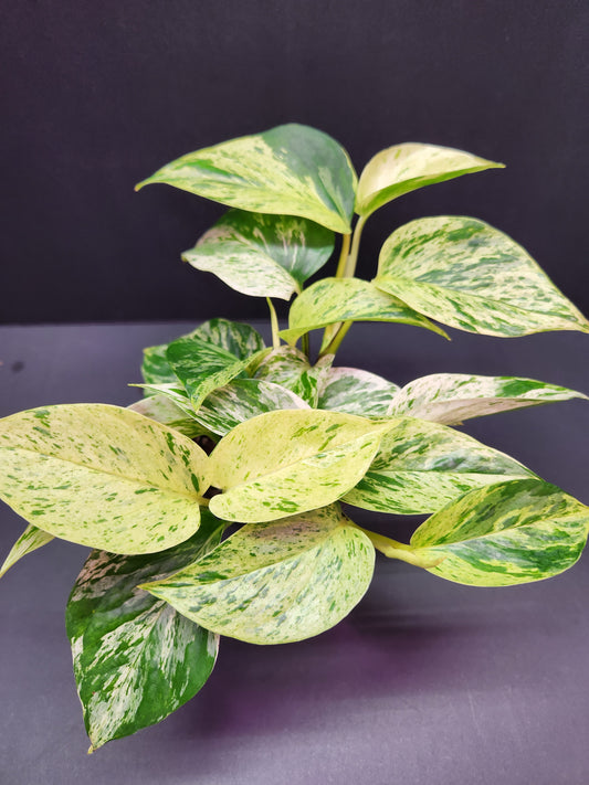 Marble Queen Pothos 4" Pot