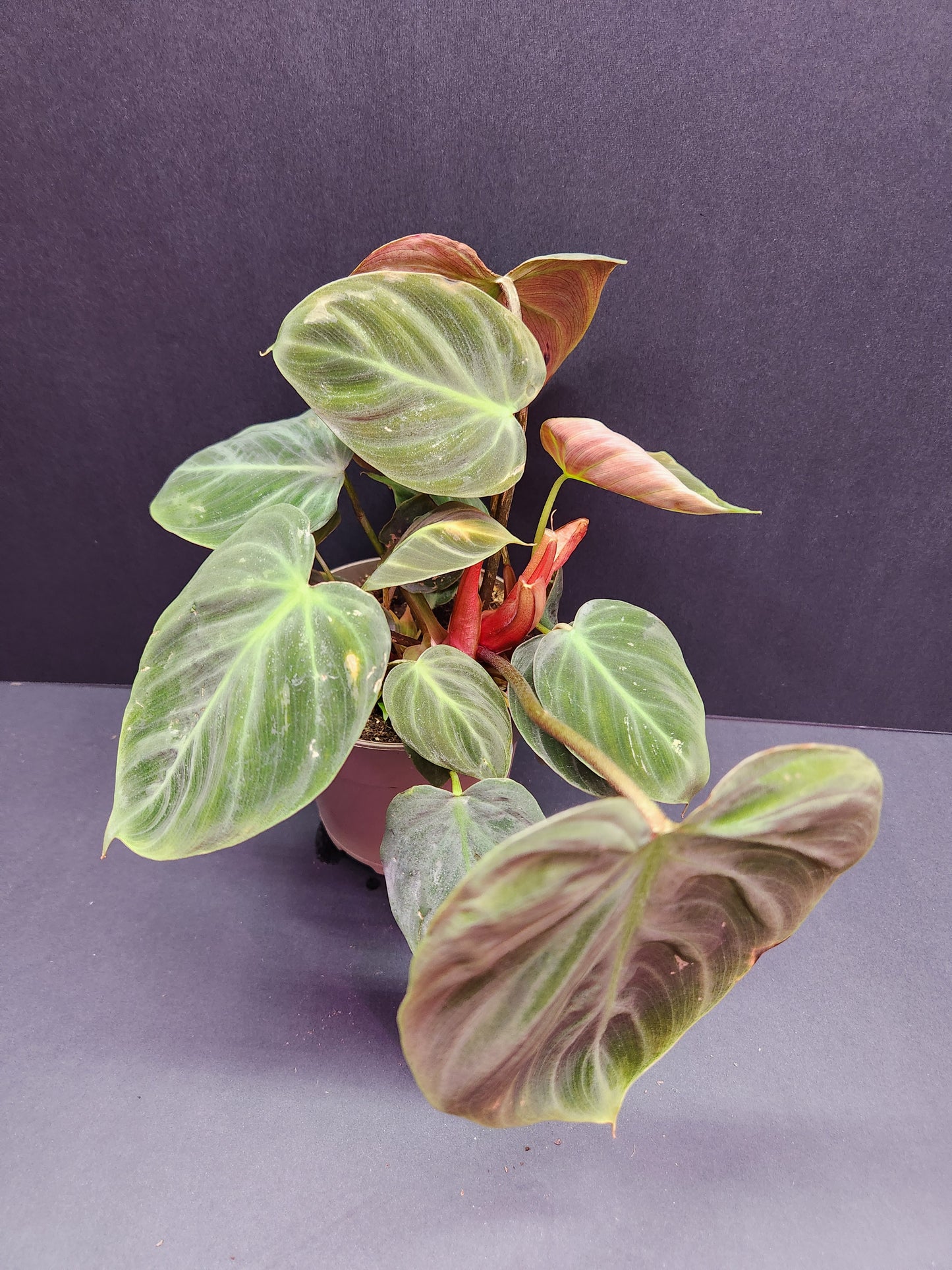 Philodendron El Choco Red 5" Pot